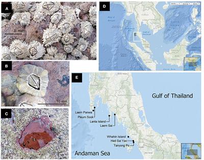 Why Are <mark class="highlighted">Barnacles</mark> Common on Intertidal Rocks but Rare in Rock Pools? Effect of Water Temperature, Salinity, and Continuous Submergence on Barnacle Survival in Indian Ocean Rock Pools